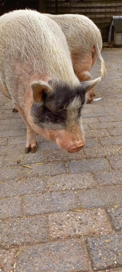 'T Uiltje Villa Ermelo Kültér fotó